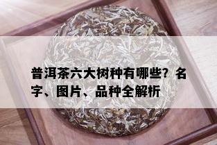 普洱茶六大树种有哪些？名字、图片、品种全解析