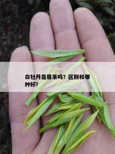 白牡丹是眉茶吗？区别和哪种好？