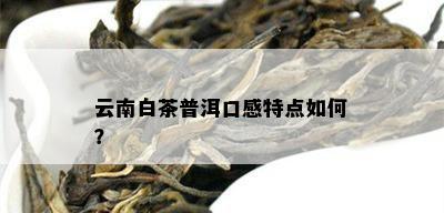 云南白茶普洱口感特点如何？