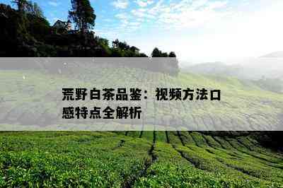 荒野白茶品鉴：视频方法口感特点全解析