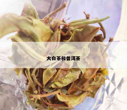 大白茶和普洱茶