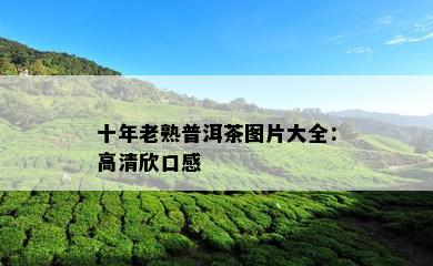 十年老熟普洱茶图片大全：高清欣口感