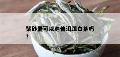 紫砂壶可以泡普洱跟白茶吗？