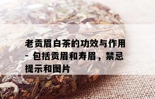 老贡眉白茶的功效与作用 - 包括贡眉和寿眉，禁忌提示和图片