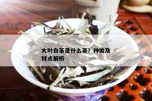 大叶白茶是什么茶？种类及特点解析