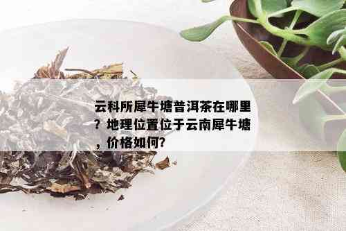 云科所犀牛塘普洱茶在哪里？地理位置位于云南犀牛塘，价格如何？