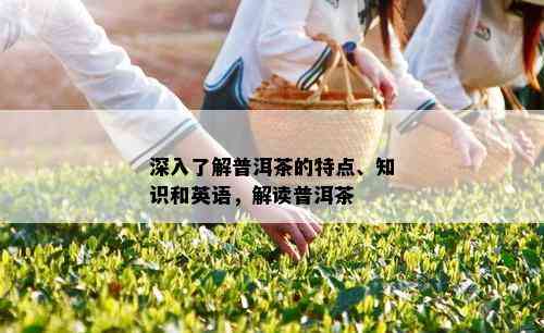 深入了解普洱茶的特点、知识和英语，解读普洱茶