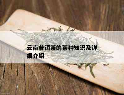 云南普洱茶的茶种知识及详细介绍