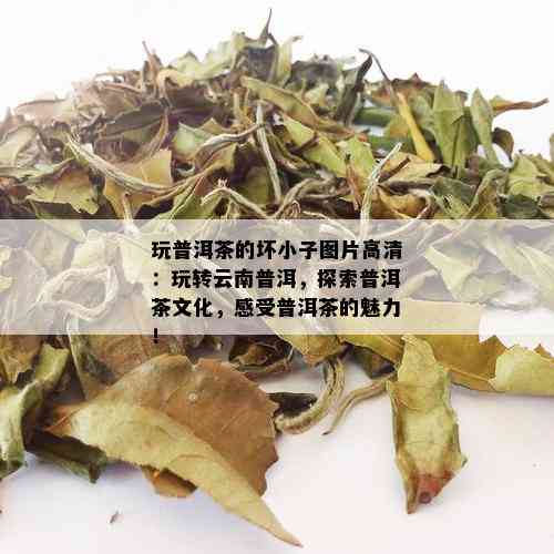 玩普洱茶的坏小子图片高清：玩转云南普洱，探索普洱茶文化，感受普洱茶的魅力！