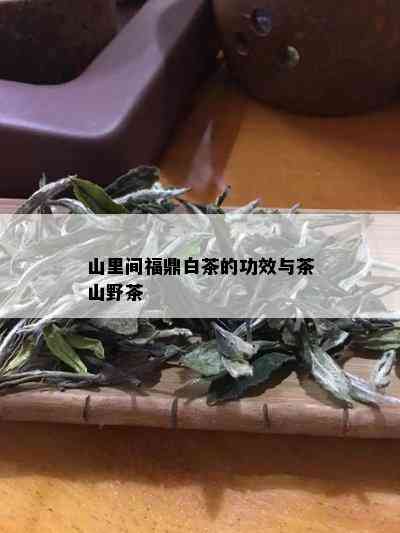 山里间福鼎白茶的功效与茶山野茶