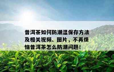 普洱茶如何防潮湿保存方法及相关视频、图片，不再烦恼普洱茶怎么防潮问题！