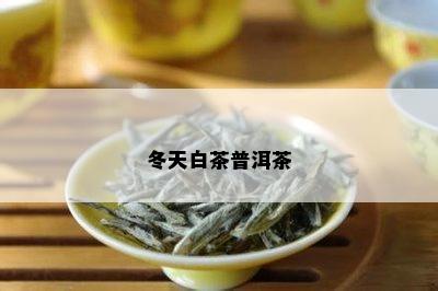 冬天白茶普洱茶