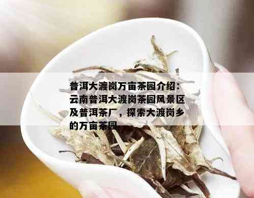 普洱大渡岗万亩茶园介绍：云南普洱大渡岗茶园风景区及普洱茶厂，探索大渡岗乡的万亩茶园。