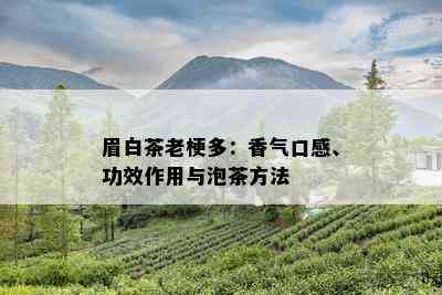 眉白茶老梗多：香气口感、功效作用与泡茶方法