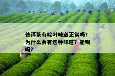 普洱茶有粽叶味道正常吗？为什么会有这种味道？能喝吗？