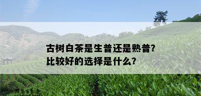 古树白茶是生普还是熟普？比较好的选择是什么？