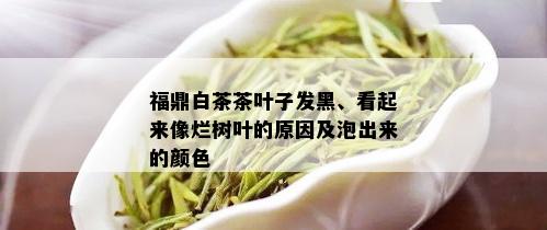 福鼎白茶茶叶子发黑、看起来像烂树叶的原因及泡出来的颜色