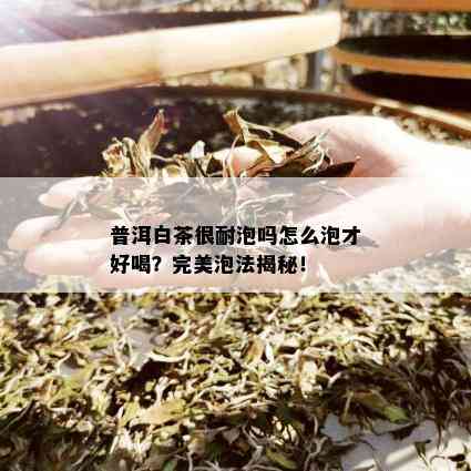 普洱白茶很耐泡吗怎么泡才好喝？完美泡法揭秘！