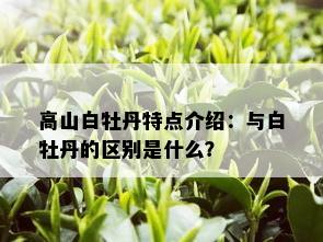 高山白牡丹特点介绍：与白牡丹的区别是什么？