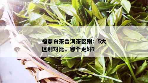 福鼎白茶普洱茶区别：5大区别对比，哪个更好？