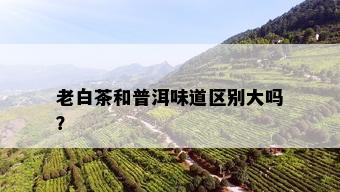 老白茶和普洱味道区别大吗？