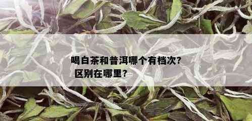 喝白茶和普洱哪个有档次? 区别在哪里?