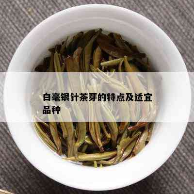 白毫银针茶芽的特点及适宜品种