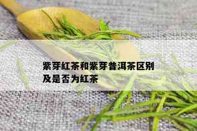 紫芽红茶和紫芽普洱茶区别及是否为红茶