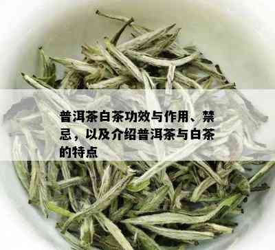 普洱茶白茶功效与作用、禁忌，以及介绍普洱茶与白茶的特点