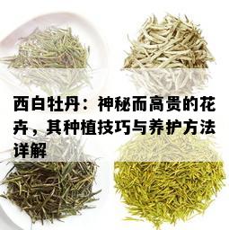 西白牡丹：神秘而高贵的花卉，其种植技巧与养护方法详解