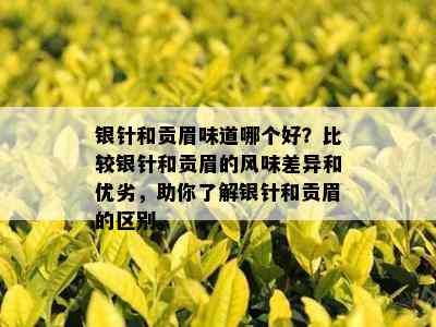 银针和贡眉味道哪个好？比较银针和贡眉的风味差异和优劣，助你了解银针和贡眉的区别。