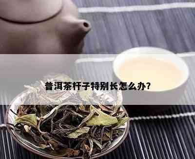 普洱茶杆子特别长怎么办？