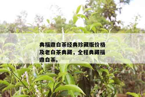 典福鼎白茶经典珍藏版价格及老白茶典藏，全程典藏福鼎白茶。