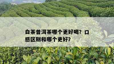 白茶普洱茶哪个更好喝？口感区别和哪个更好？