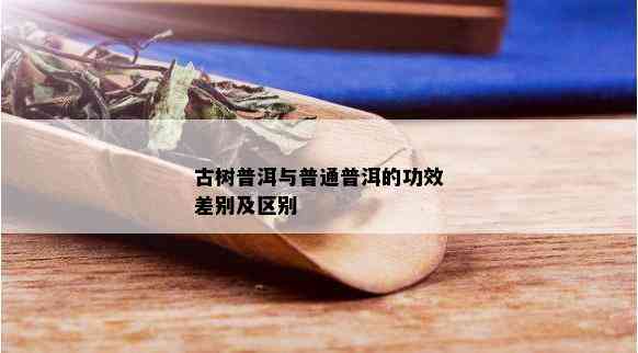 古树普洱与普通普洱的功效差别及区别