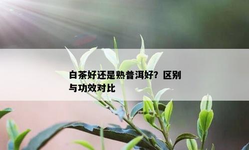 白茶好还是熟普洱好？区别与功效对比