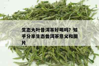 生态大叶普洱茶好喝吗？知乎分享生态普洱茶意义和图片