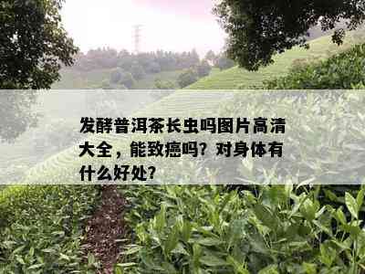 发酵普洱茶长虫吗图片高清大全，能致癌吗？对身体有什么好处？