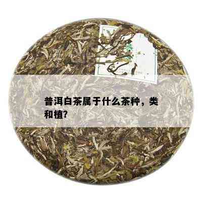 普洱白茶属于什么茶种，类和植？