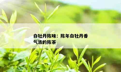 白牡丹陈味：陈年白牡丹香气浓的陈茶