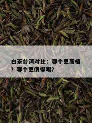 白茶普洱对比：哪个更高档？哪个更值得喝？