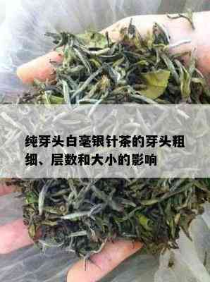 纯芽头白毫银针茶的芽头粗细、层数和大小的影响