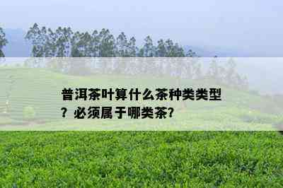 普洱茶叶算什么茶种类类型？必须属于哪类茶？