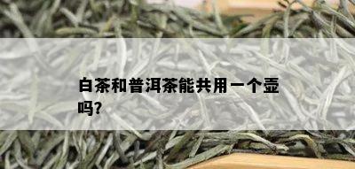 白茶和普洱茶能共用一个壶吗？