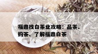 福鼎找白茶业攻略：品茶、购茶、了解福鼎白茶