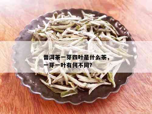 普洱茶一芽四叶是什么茶，一芽一叶有何不同？