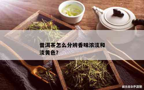 普洱茶怎么分辨香味浓淡和淡黄色？