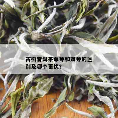 古树普洱茶单芽和双芽的区别及哪个更优？