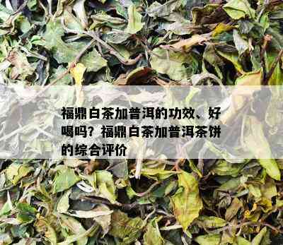 福鼎白茶加普洱的功效、好喝吗？福鼎白茶加普洱茶饼的综合评价