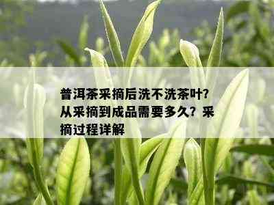 普洱茶采摘后洗不洗茶叶？从采摘到成品需要多久？采摘过程详解